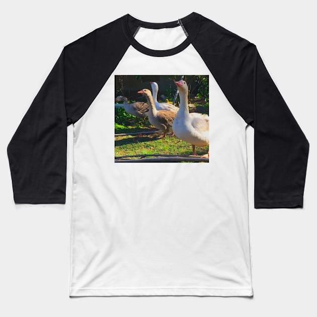 Flock of Cotton Patch Geese Baseball T-Shirt by LochNestFarm